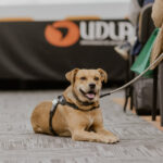 Banner 1 (2) (1)