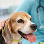 cerca-veterinario-cuidando-mascota (1)